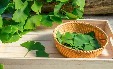 Les bienfaits du Ginkgo biloba pour le sport