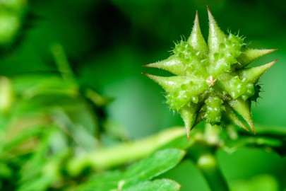 Qu’est-ce que le Tribulus terrestris ?